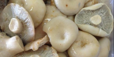 Kako kiseliti mliječne gljive: kisele, hrskave, najbolji recepti za kuhanje sa fotografijama